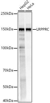 LRPPRC Rabbit Polyclonal Antibody