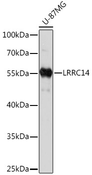 LRRC14 Rabbit Polyclonal Antibody