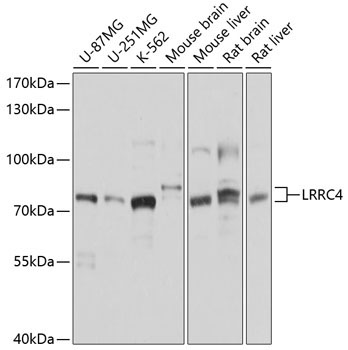 LRRC4 Rabbit Polyclonal Antibody