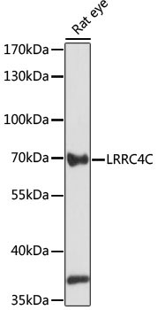 LRRC4C Rabbit Polyclonal Antibody