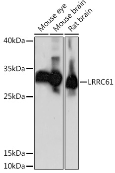 LRRC61 Rabbit Polyclonal Antibody