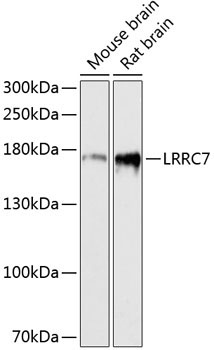 LRRC7 Rabbit Polyclonal Antibody