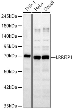 LRRFIP1 Rabbit Polyclonal Antibody
