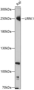 LRRK1 Rabbit Polyclonal Antibody