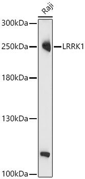 LRRK1 Rabbit Polyclonal Antibody