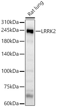 LRRK2 Rabbit Polyclonal Antibody