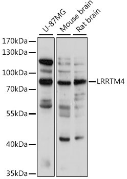 LRRTM4 Rabbit Polyclonal Antibody