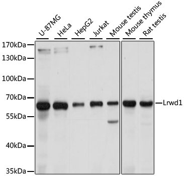 Lrwd1 Rabbit Polyclonal Antibody