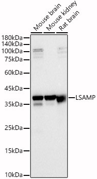 LSAMP Rabbit Polyclonal Antibody