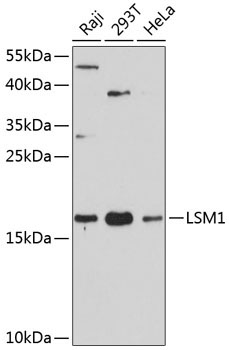 LSM1 Rabbit Polyclonal Antibody