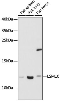 LSM10 Rabbit Polyclonal Antibody