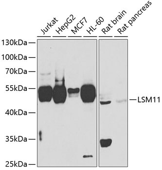LSM11 Rabbit Polyclonal Antibody