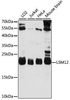 LSM12 Rabbit Polyclonal Antibody