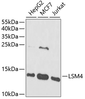 LSM4 Rabbit Polyclonal Antibody