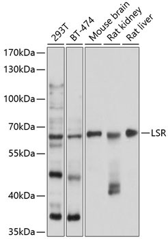 LSR Rabbit Polyclonal Antibody