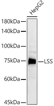 LSS Rabbit Polyclonal Antibody