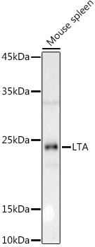 LTA Rabbit Polyclonal Antibody