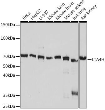 LTA4H Rabbit Monoclonal Antibody