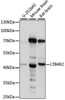 LTB4R2 Rabbit Polyclonal Antibody