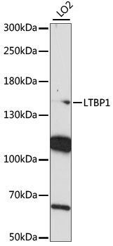 LTBP1 Rabbit Polyclonal Antibody