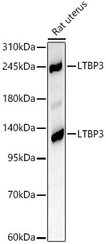 LTBP3 Rabbit Polyclonal Antibody