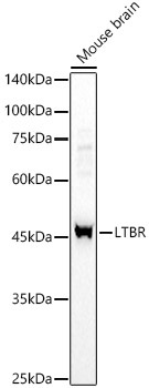 LTBR Rabbit Polyclonal Antibody - Image 2