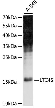 LTC4S Rabbit Polyclonal Antibody