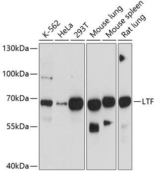 LTF Mouse Monoclonal Antibody
