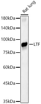 LTF Rabbit Polyclonal Antibody