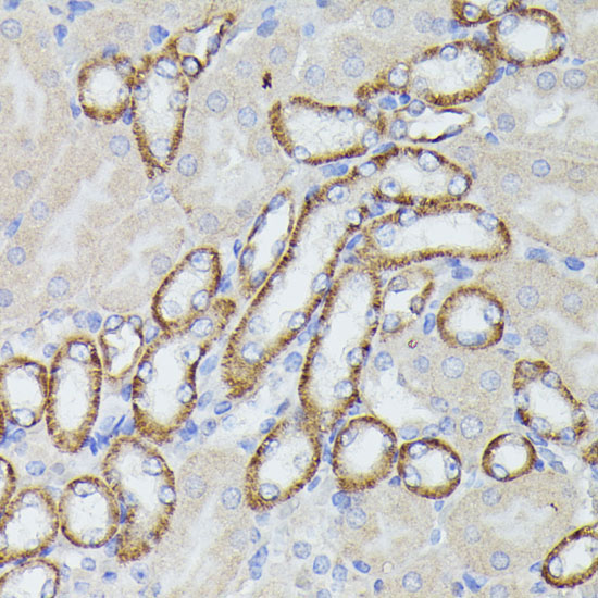 LTF Rabbit Polyclonal Antibody - Image 4