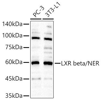 LXR beta/NER Rabbit Polyclonal Antibody