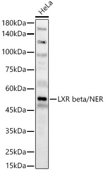 LXR beta/NER Rabbit Polyclonal Antibody