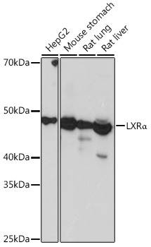 LXRAlpha Rabbit Monoclonal Antibody