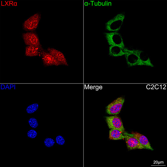 LXRAlpha Rabbit Monoclonal Antibody - Image 5
