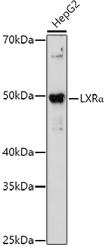LXRAlpha Rabbit Polyclonal Antibody