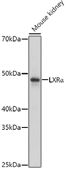 LXRAlpha Rabbit Polyclonal Antibody - Image 2