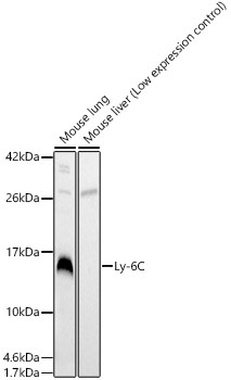 Ly-6C Rabbit Polyclonal Antibody
