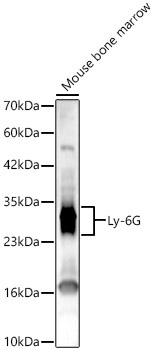 Ly-6G Rabbit Polyclonal Antibody