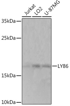 LY86 Rabbit Polyclonal Antibody