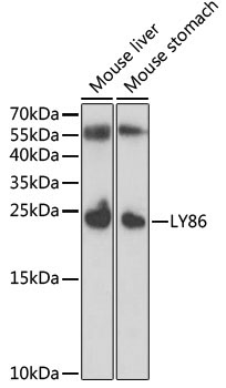 LY86 Rabbit Polyclonal Antibody