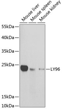 LY96 Rabbit Polyclonal Antibody