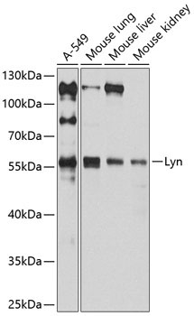 Lyn Rabbit Polyclonal Antibody