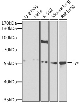 Lyn Rabbit Polyclonal Antibody