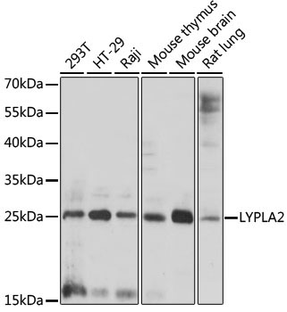 LYPLA2 Rabbit Polyclonal Antibody