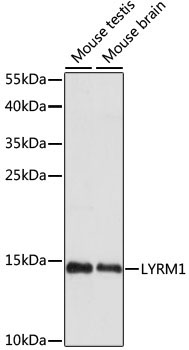 LYRM1 Rabbit Polyclonal Antibody