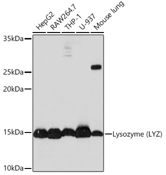 Lysozyme (LYZ) Rabbit Monoclonal Antibody
