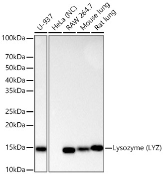 Lysozyme (LYZ) Rabbit Monoclonal Antibody