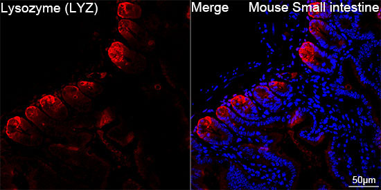 Lysozyme (LYZ) Rabbit Monoclonal Antibody - Image 6