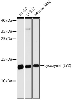 Lysozyme (LYZ) Rabbit Polyclonal Antibody