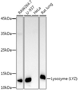 Lysozyme (LYZ) Rabbit Polyclonal Antibody - Image 2